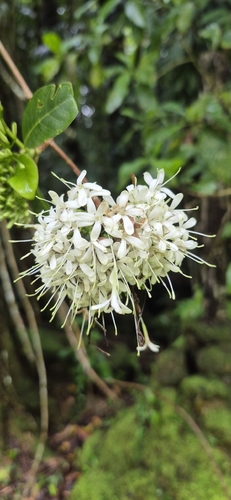 Pavetta australiensis, photograph 3