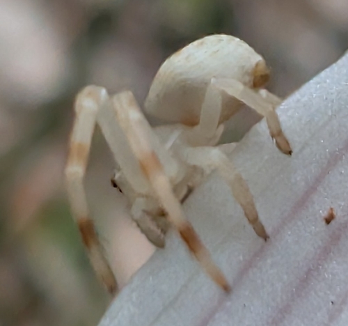 Milky Flower Spider