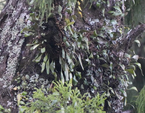 Pyrrosia eleagnifolia, photograph 4