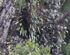 Pyrrosia eleagnifolia, photograph (c) William Harland, some rights reserved (CC BY)