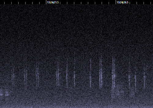 Redpoll