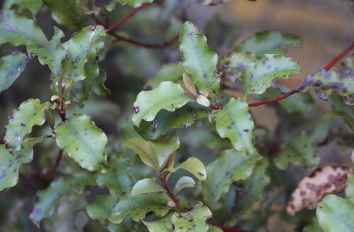 Myrsine australis, photograph 2
