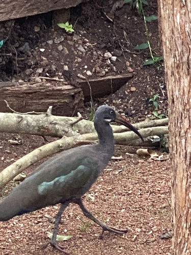 Hadada Ibis