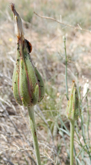 Scorzonera laciniata