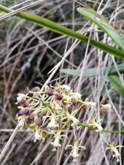 Epidendrum cylindraceum