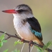 Brown-hooded Kingfisher - Photo (c) Ian White, some rights reserved (CC BY-NC-SA)