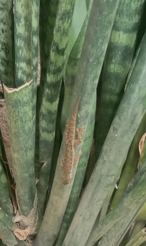 Asian House Gecko