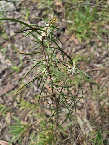 Hakea ulicina observed 2026-09-25