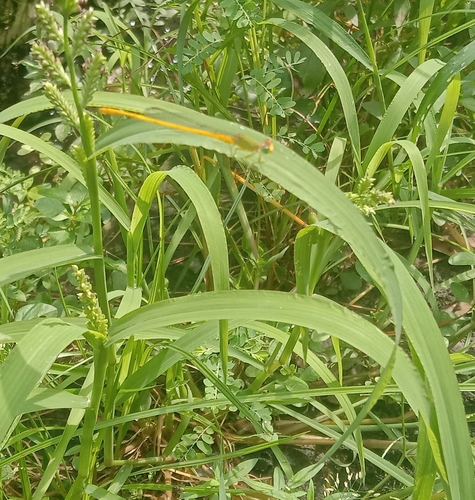 Coromandel Marsh Dart