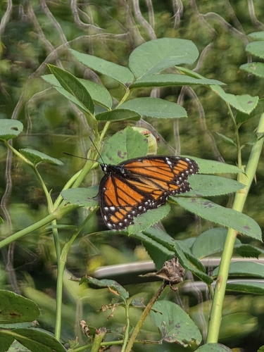 Viceroy