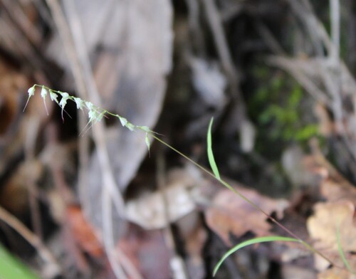 Muhlenbergia uniseta, 2026-09-13
