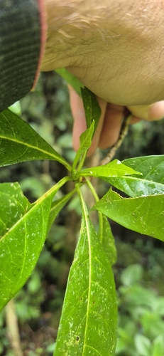 Pavetta australiensis, photograph 4
