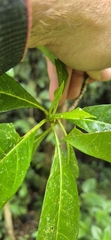 Pavetta australiensis, photograph (c) Evert Materman, some rights reserved (CC BY-SA)