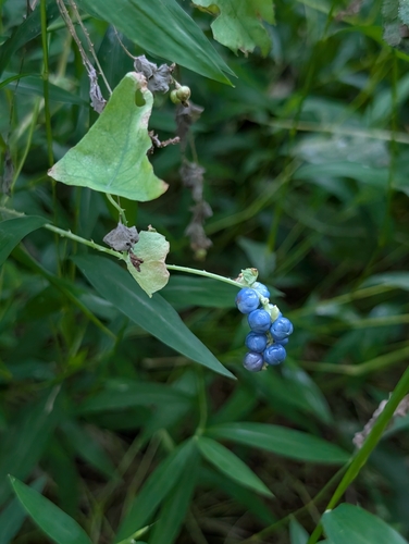 Persicaria perfoliata, photograph 2