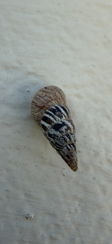 Pointed Snail