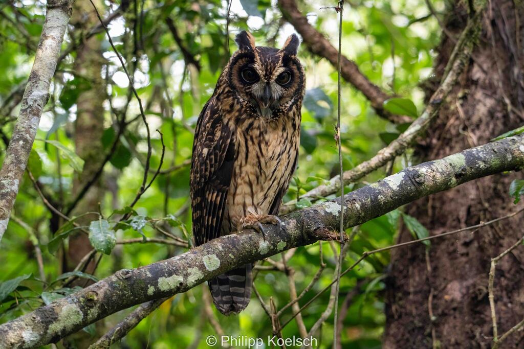 Madagascar Owl