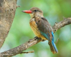 Brown-Hooded Kingfisher photo 3