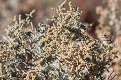Chenopodium auricomum