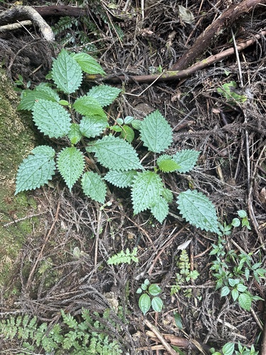 Japanese Nettle