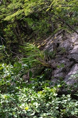 Cyrtopodium macrobulbon