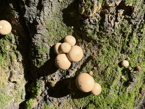 Pear-shaped Puffball