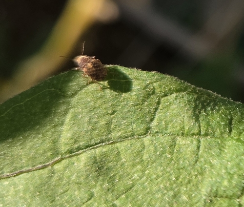 Araecerus fasciculatus, 2026-09-24