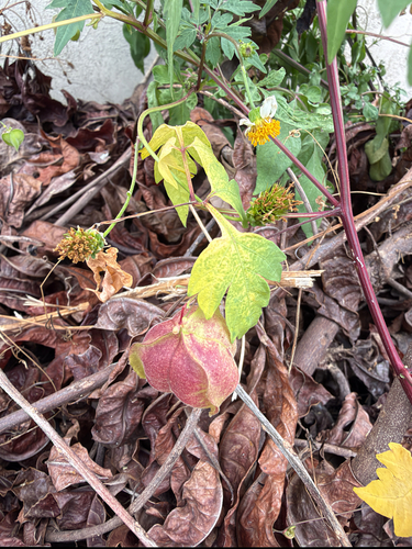 Lesser Balloon Vine