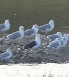 Lesser Black-backed Gull