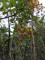 Cyrtochilum tetracopis
