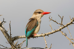 Brown-Hooded Kingfisher photo 4