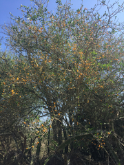 Agonandra obtusifolia