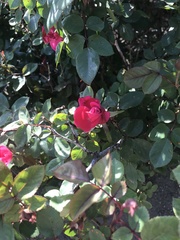 Rosa