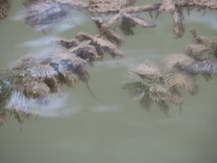 Myriophyllum spicatum