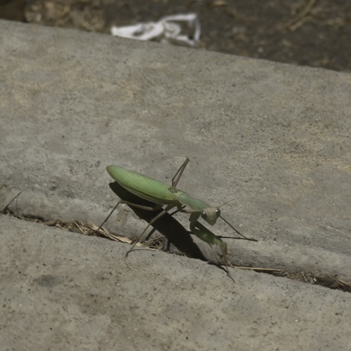 European Mantis