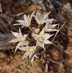 Allium nevadense