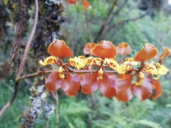 Cyrtochilum tetracopis