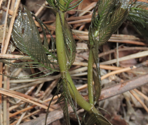 Myriophyllum spicatum, photograph 2