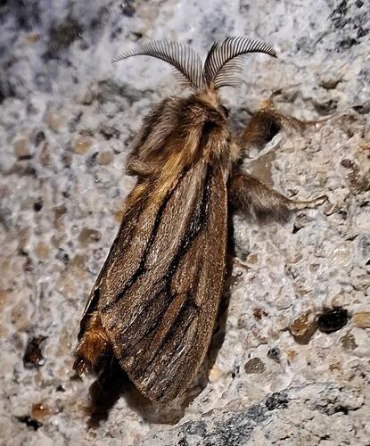 Eumeta cramerii