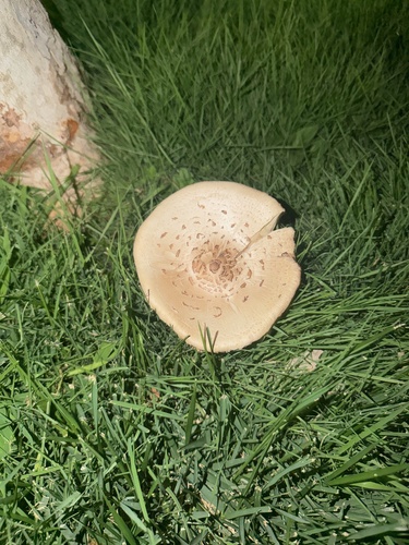 Green-spored Parasol