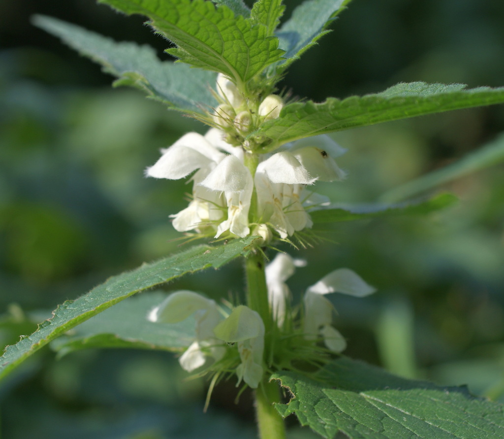 Lamium album; photograph (c) Роман Шестеров, some rights reserved (CC BY)