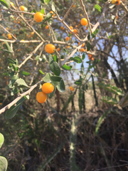 Agonandra obtusifolia