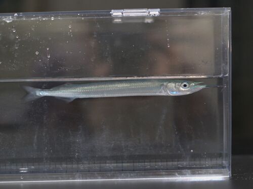 Hyporhamphus sajori observed 2026-08-30