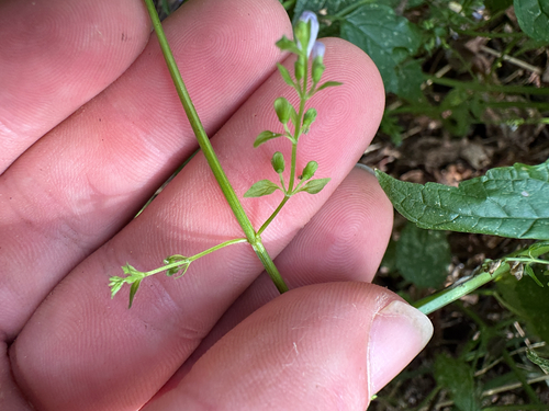 side-flowering skullcap
