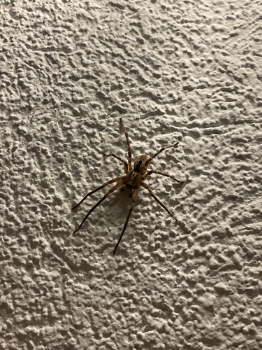 Mediterranean Spiny False Wolf Spider