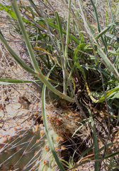 Scorzonera laciniata