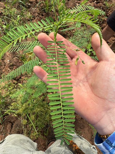 bigpod sesbania