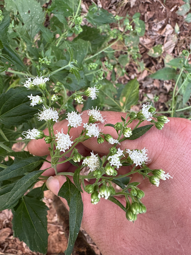 white snakeroot