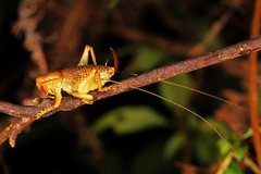 Ocellarnaca furcifera