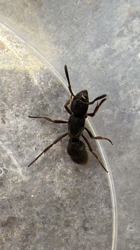 Pseudoneoponera rufipes