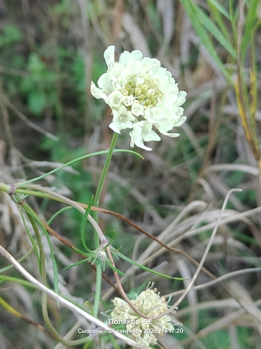 Cream Scabious
